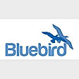 Bluebirf1