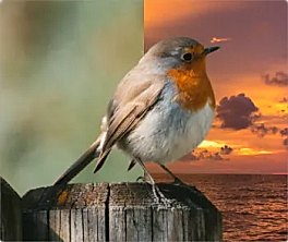 Replace Background