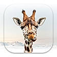 Girafi