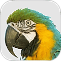 Macaw Agency Management System