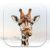 Girafi