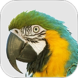 Macaw Agency Management System
