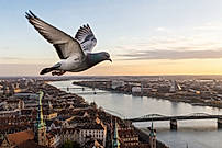 A Carrier Pidge messenger carries your letter across the city, turning every delivery into a journey worth waiting for.