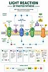 Photosynthesis diagram example