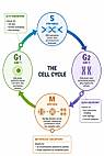 Cell cycle diagram example