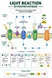 Photosynthesis diagram example