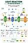 Photosynthesis diagram example
