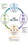 Cell cycle diagram example
